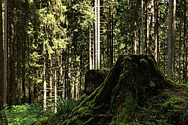 Wald (1v9)_t.jpg